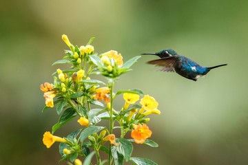 Endemic Santa Marta woodstar hovering next to yellow flowers in garden,hummingbird with outstretched wings,Colombia,bird,clear background,nature scene,wildlife,exotic adventure,beatiful small bird