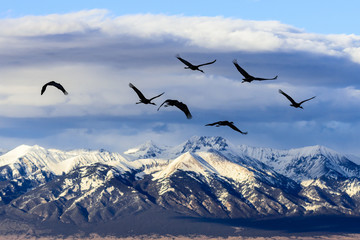 Flight of Sandhill Cranes With the Sangre de Cristo Mountains as a Backdrop