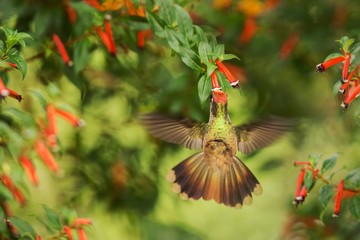 Obraz premium Endemic hummingbird hovering next to red flower in rain,tropical forest, Colombia, bird sucking nectar from blossom in garden,beautiful hummingbird with outstretched wings,nature wildlife scene