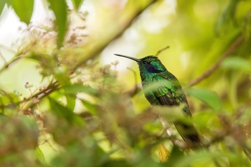 Fototapeta na wymiar Green violet-ear sitting on flower, hummingbird from tropical forest,Peru,bird perching,tiny bird resting in rainforest,clear colorful background,nature,wildlife, exotic adventure trip