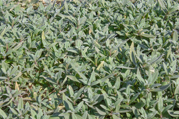 Green grass background and natural texture. Background green grass mat summer spring texture