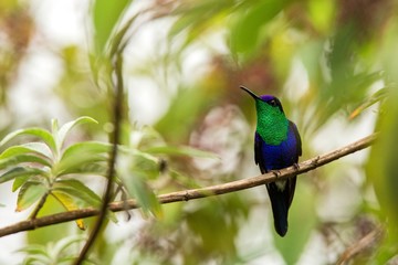 Green-crowned woodnymph sitting on branch, hummingbird from tropical forest,Ecuador,bird perching,tiny bird resting in rainforest,clear colorful background,nature,wildlife, exotic adventure trip