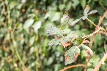 wild blackberry weeds
