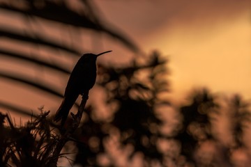 Green violet-ear sitting on branch, hummingbird from rain forest, Colombia, bird perchin at sunset in garden,clear background,bird isolated silhouette,wallpaper,exotic birding adventure