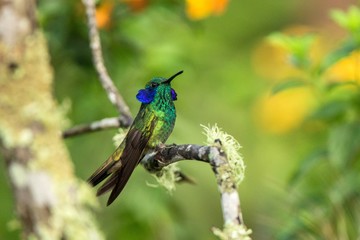 Green violet-ear sitting on branch, hummingbird from tropical forest,Ecuador,bird perching,tiny...