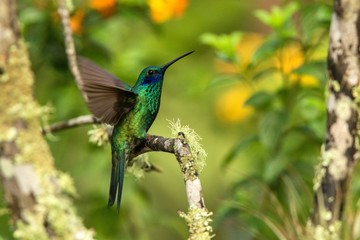 Fototapeta premium Green violet-ear sitting on branch, hummingbird from tropical forest,Ecuador,bird perching,tiny bird with outstretched wings,clear colorful background,nature,wildlife, exotic rainforest trip