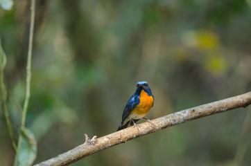 Obraz premium Hill Blue Flycatcher on a branch