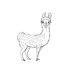 cute funny animal brown llama. isolated on white background.