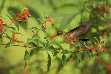 Endemic hummingbird hovering next to red flower in rain,tropical forest, Colombia, bird sucking nectar from blossom in garden,beautiful hummingbird with outstretched wings,nature wildlife scene