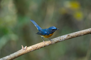 Hill Blue Flycatcher on a branch