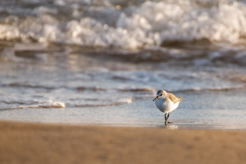 The sanderling (Calidris alba) is a small wading bird that inhabits the polar circle. Small but a long distance flyer, migrates to the south during the winter.