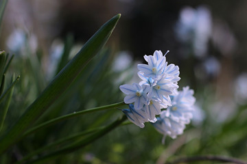 White flowers of the Scilla Squill blooming in April
