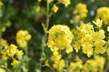 菜の花が咲く