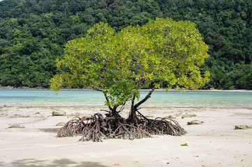 Mangrovia, Surin Islands, Thailandia