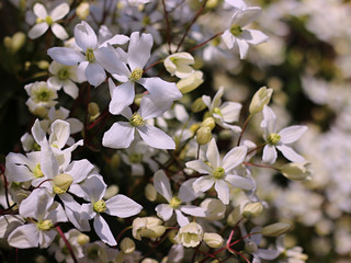 Fototapeta premium white spring flowers in the garden
