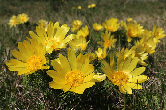yellow adonis blooming in a meadow