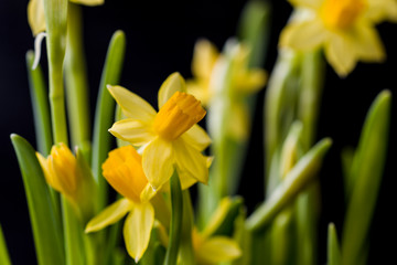 Miniature bright yellow Narcissus flowers on a black background Blurred image. Selective focus.