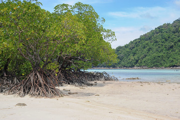 Mangrovia, Surin Islands, Thailandia