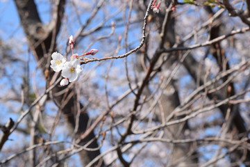 桜開花