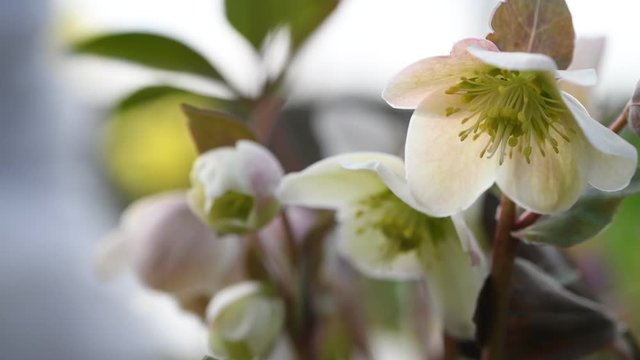 Hellebore in the garden. Last winter in expectation of Spring