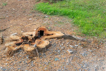 Stump on green grass in the garden. Old tree stump in the summer park..