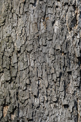 Naklejka premium Background of dark grey old tree bark surface, simple natural textured background