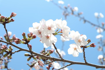もうすぐ満開の桜