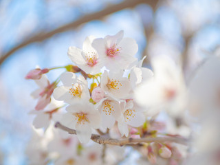満開の桜