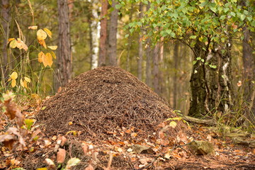 Kalvarie Anthill