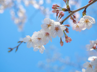 桜の花とつぼみ