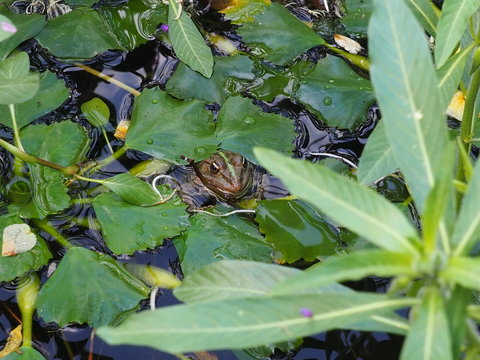 Grenouille
