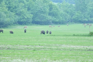 Wildlife wild boar and deer together grazing on the medow 