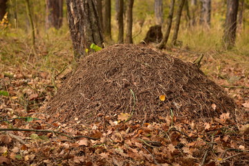 Kalvarie Anthill