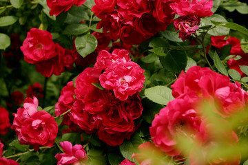 Bush bright pink garden roses. Pink flowers on a background of green leaves. Copyspace, background, close-up,