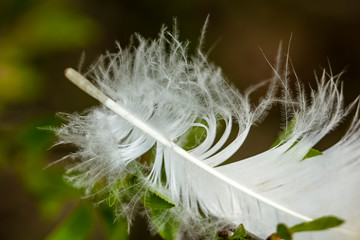 Light, soft white feather lying on green grass.
