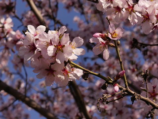 Many plants bloom in spring. including fruit trees (cherries, plums, peaches, and others).