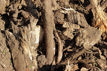 Wood cut to pieces chips biomass and mud on ground