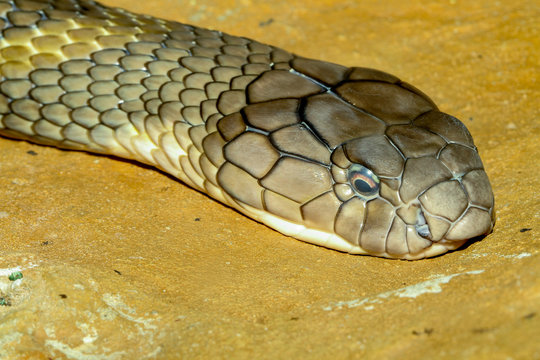 Close up head king cobra at thailand