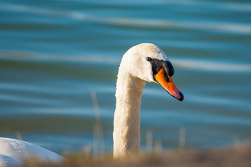  Swan on the shore of a lake - closeup