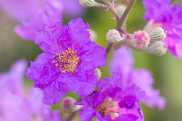 Purple flowers are blooming in the garden.Blurred and Soft focus.