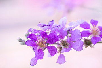 Purple flowers are blooming in the garden.Blurred and Soft focus.