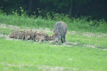 wild boar mother with small boar piglet eating together