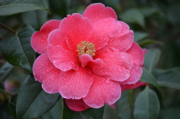 Close up of pink magenta Camelia flower in a garden with water-drops on petals