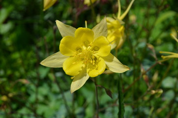 Close up of yellow Aquilegia Vulgaris, European columbine flowers in garden in a sunny spring day