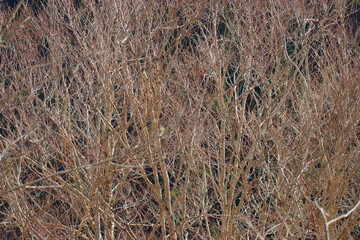 background of tree branches