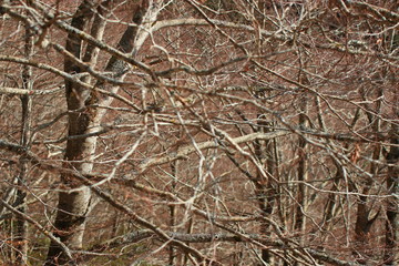 background of tree branches