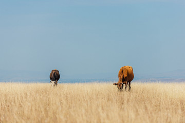 Cows on a grass field