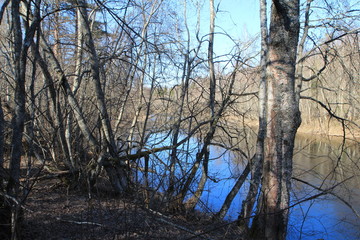  Spring in the forest