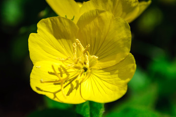 One yellow flowers of Oenothera biennis in garden.