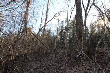  Spring in the forest